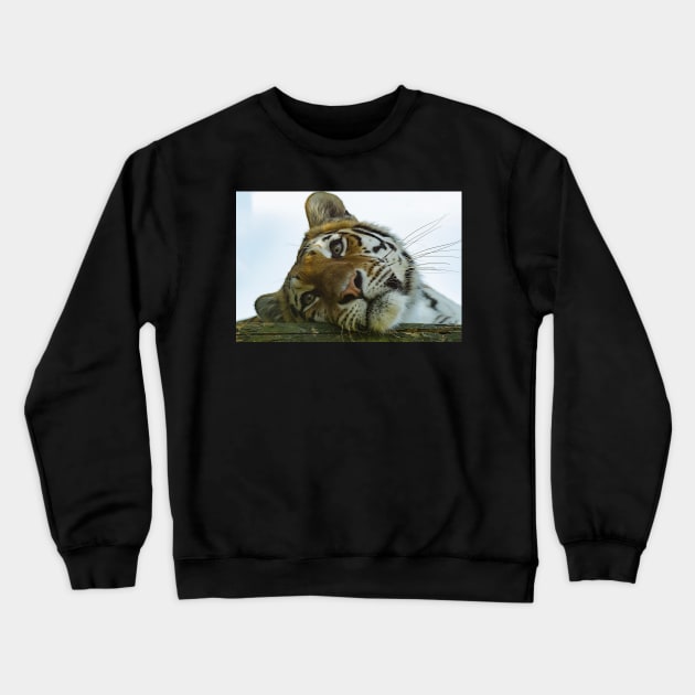 Tiger Portrait Crewneck Sweatshirt by Shirasaya